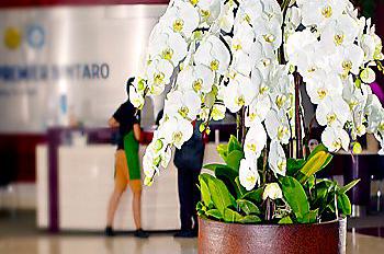 Ekakarya Graha Flora